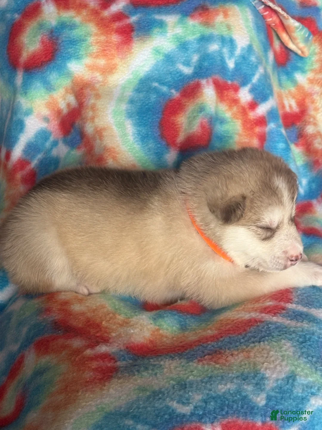 Alaskan Malamute dogs for sale: Alaskan Malamute 2 - Ad 2