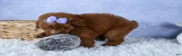 Mini Goldendoodle dogs for sale: 🐾 Meet Natasha – F2B Mini Goldendoodle Puppy 🐾 - Ad 3
