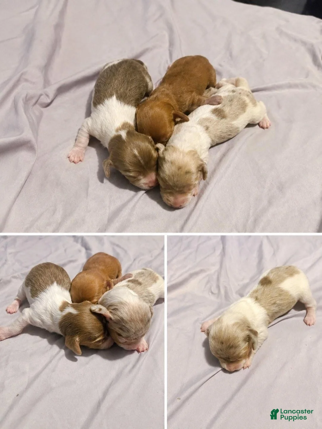 Miniature Dachshund dogs for sale: Tennessee - Ad 4