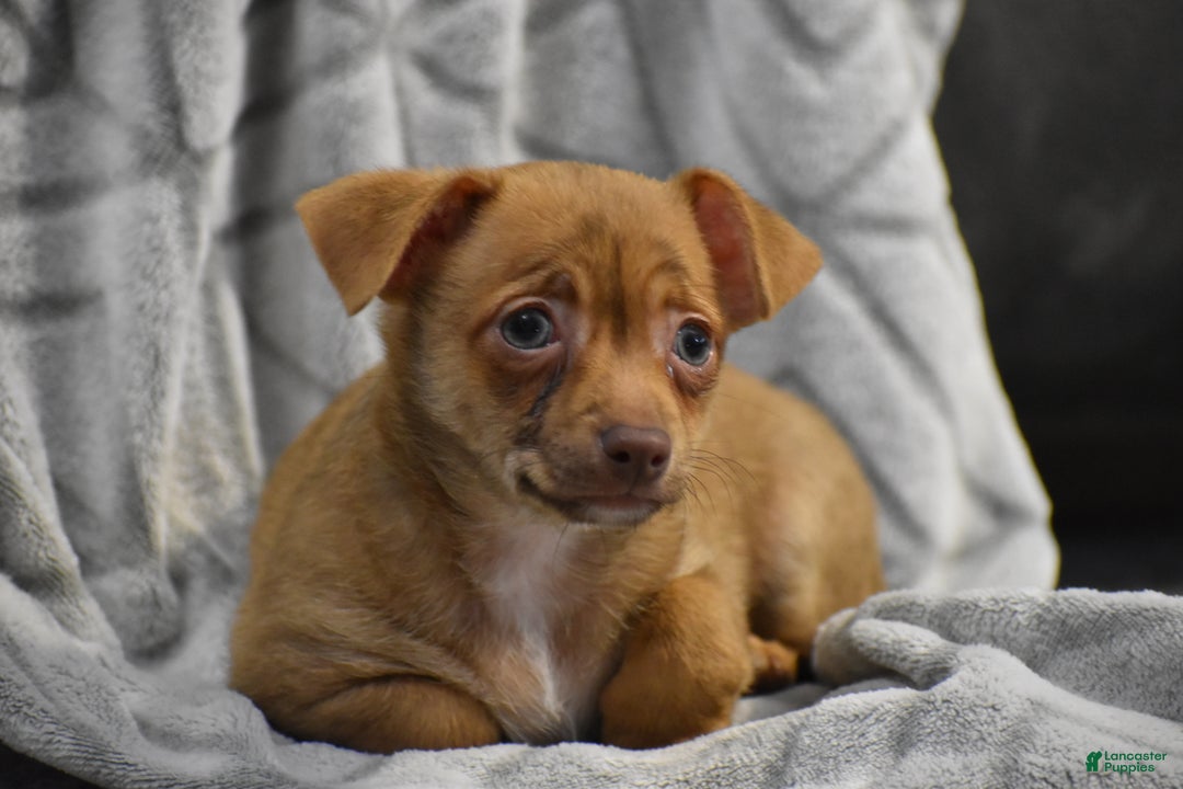 Chihuahua dogs for sale: Duke - Ad 11