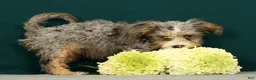 Mini Bernedoodle dogs for sale: Polly - Ad 6