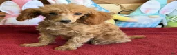 Toy Poodle dogs for sale: Scarlett - Ad 2