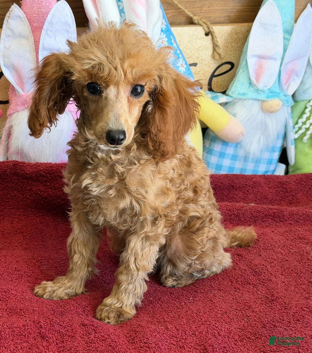 Toy Poodle dogs for sale: Scarlett - Ad 2