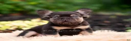 French Bulldog dogs for sale: Han solo - Ad 10