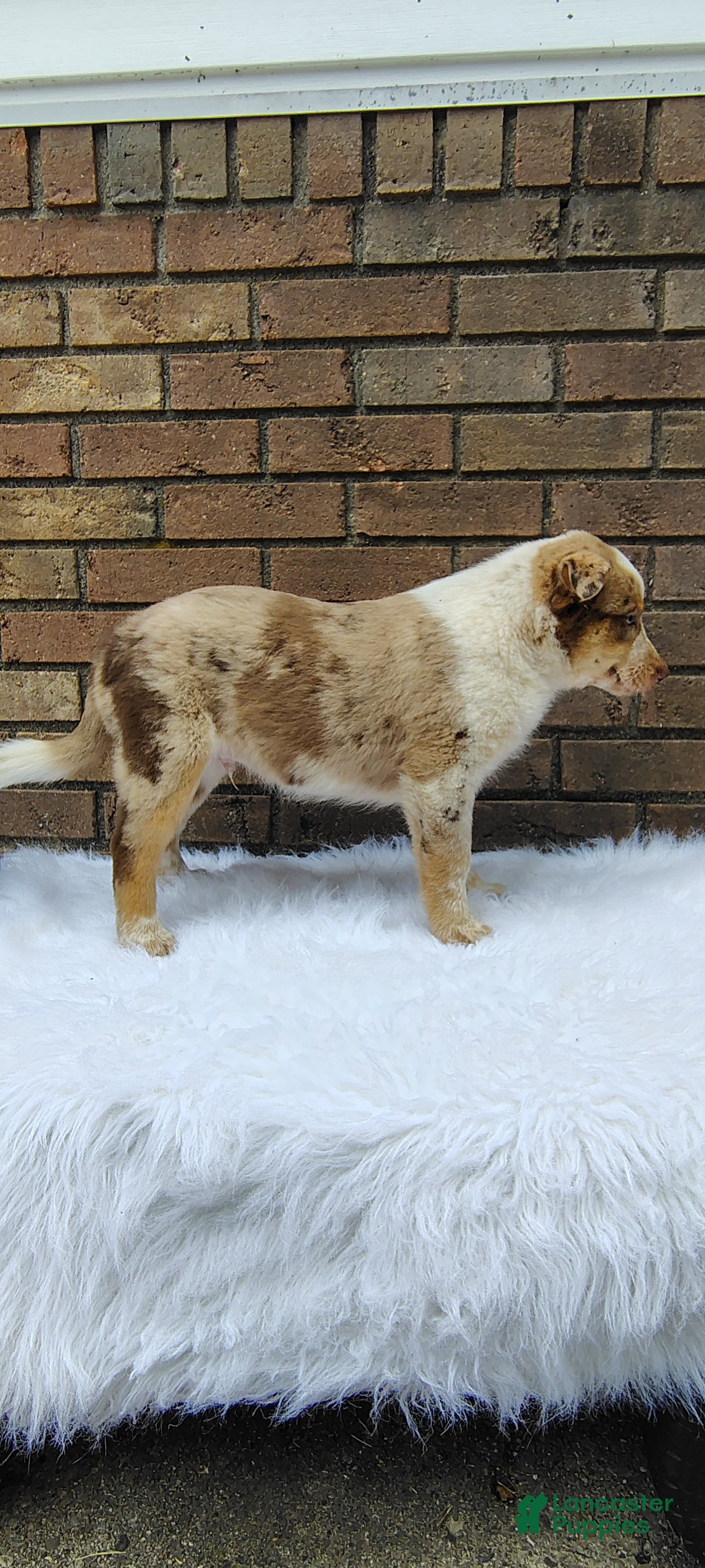 Mixed Breed dogs Cash - Ad 2