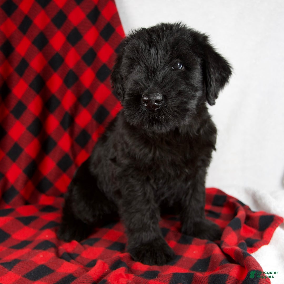 Giant Schnauzer dogs for sale: Alyssa - Ad 6