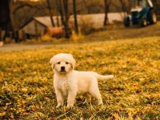 Mixed Breed dogs Nala - Ad 16