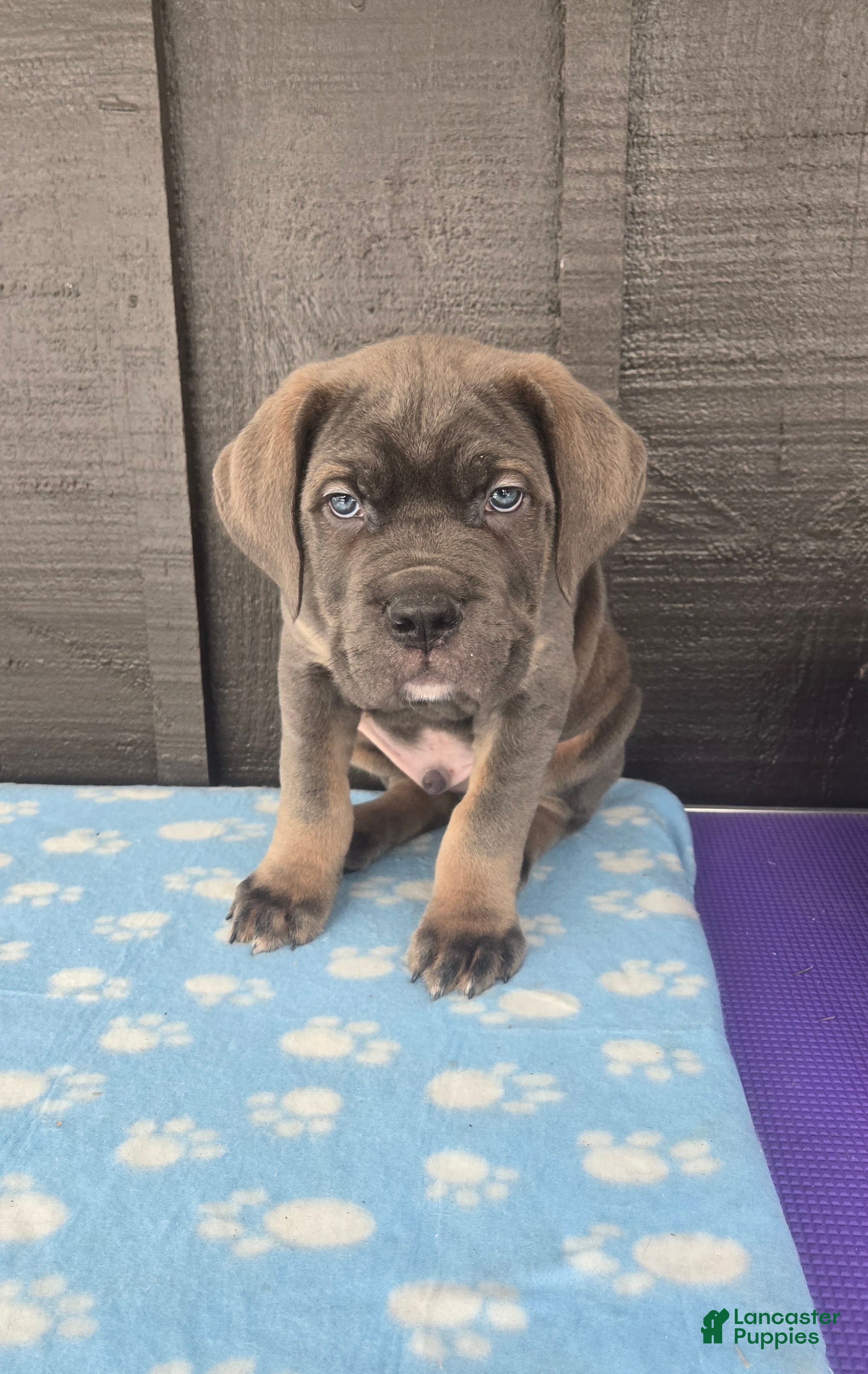 Cane Corso dogs Bowser  - Ad 8