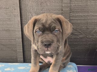 Cane Corso dogs Bowser - Ad 24