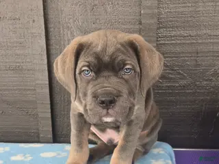 Cane Corso dogs Bowser - Ad 7