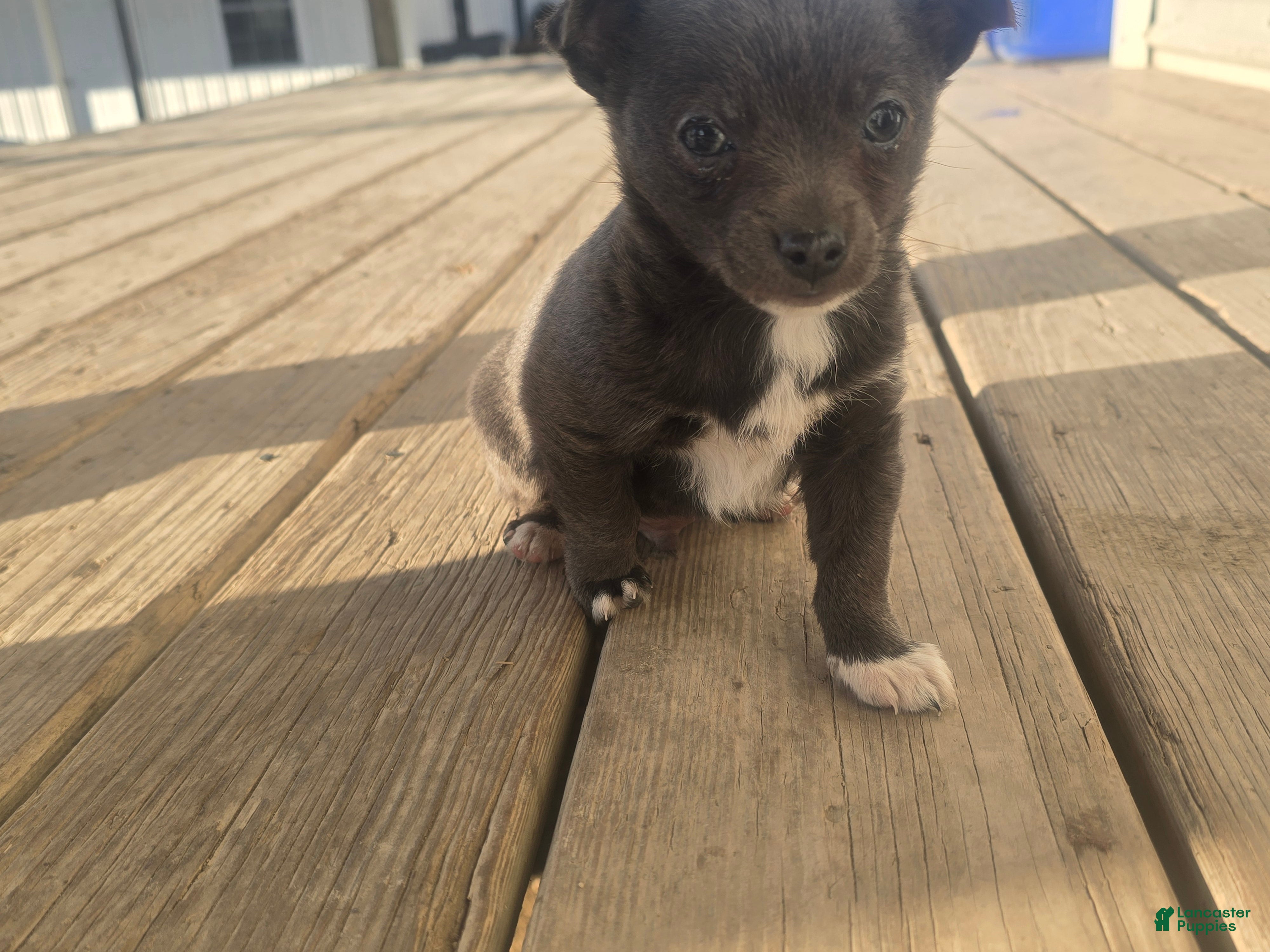 Mixed Breed dogs Mixed Breed Puppy 1 - Ad 1