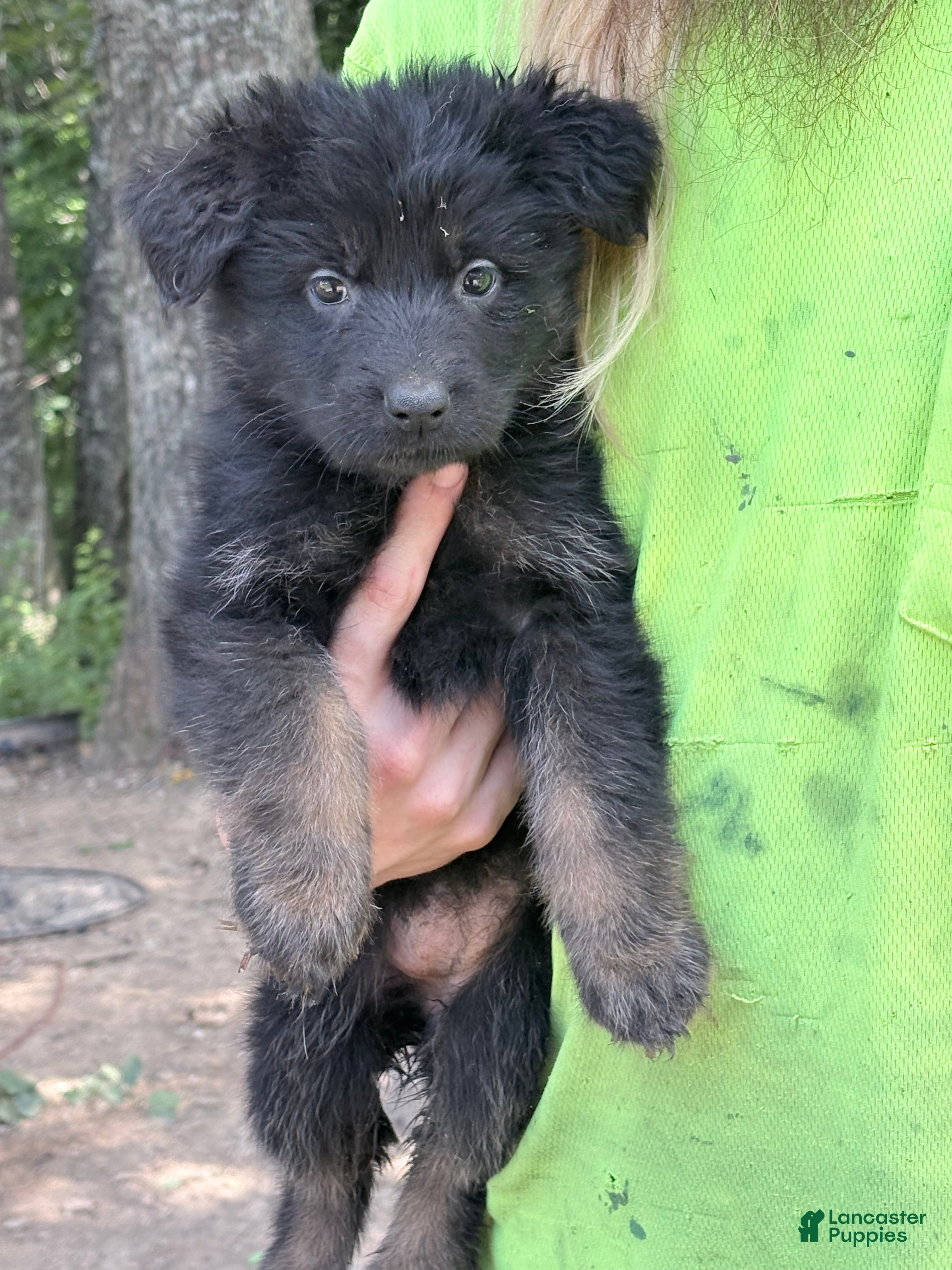 German Shepherd dogs for sale: German Shepherd 1 - Ad 2