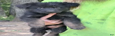 German Shepherd 1