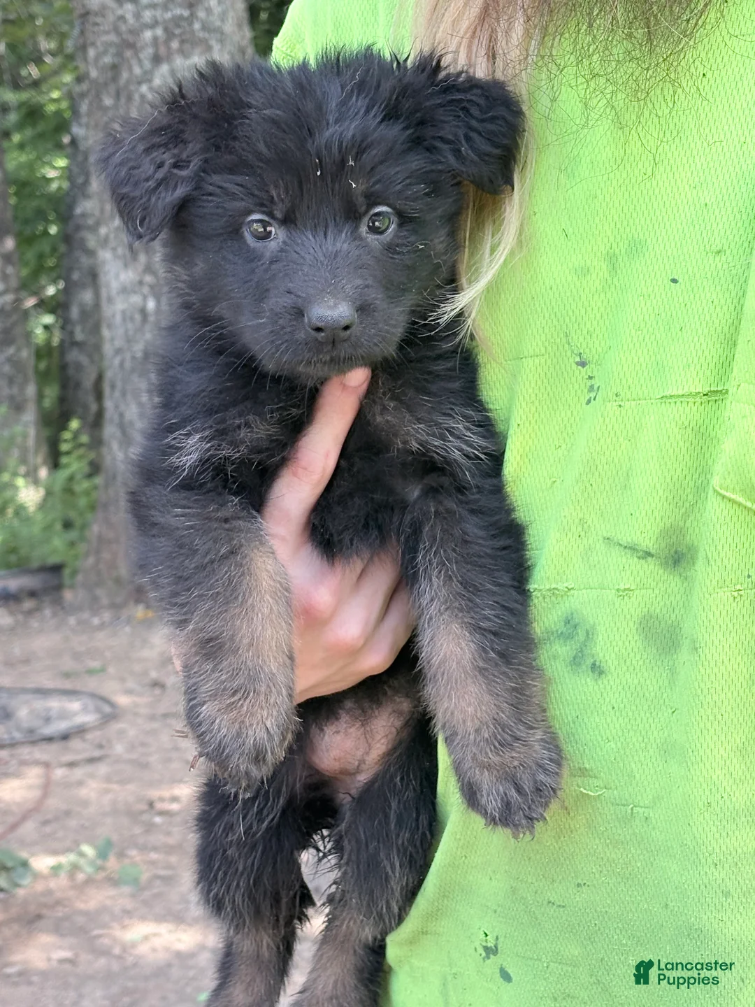 German Shepherd dogs for sale: German Shepherd 1 - Ad 1