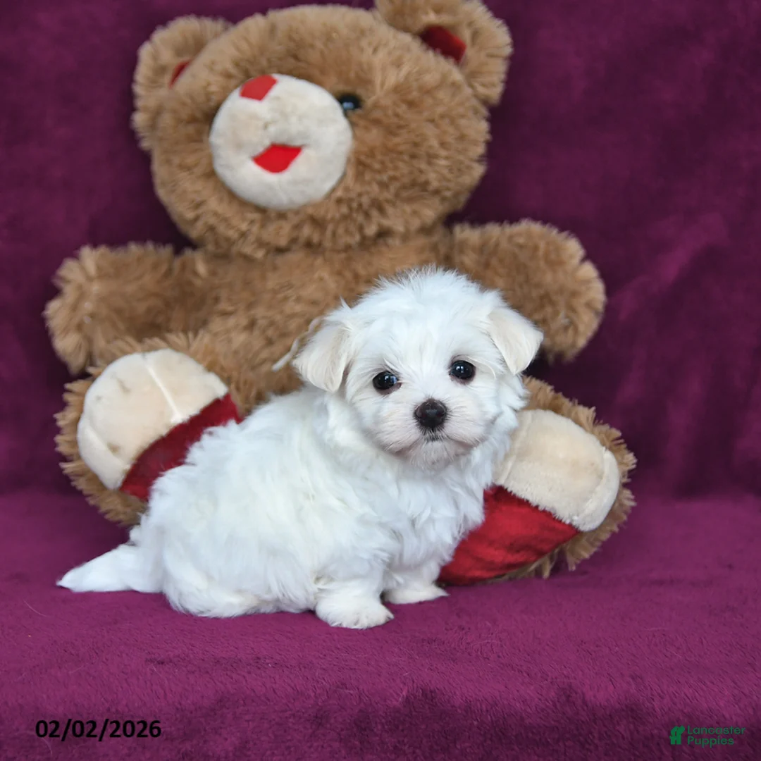 Maltese dogs for sale: Beau - Ad 5