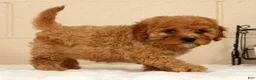 Cavapoo dogs for sale: Avery - Ad 6