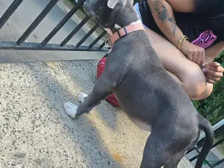 American Bully dogs for sale: Mileena - Ad 1