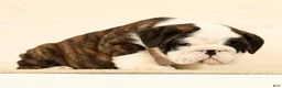 English Bulldog dogs for sale: Aurelia - Ad 9