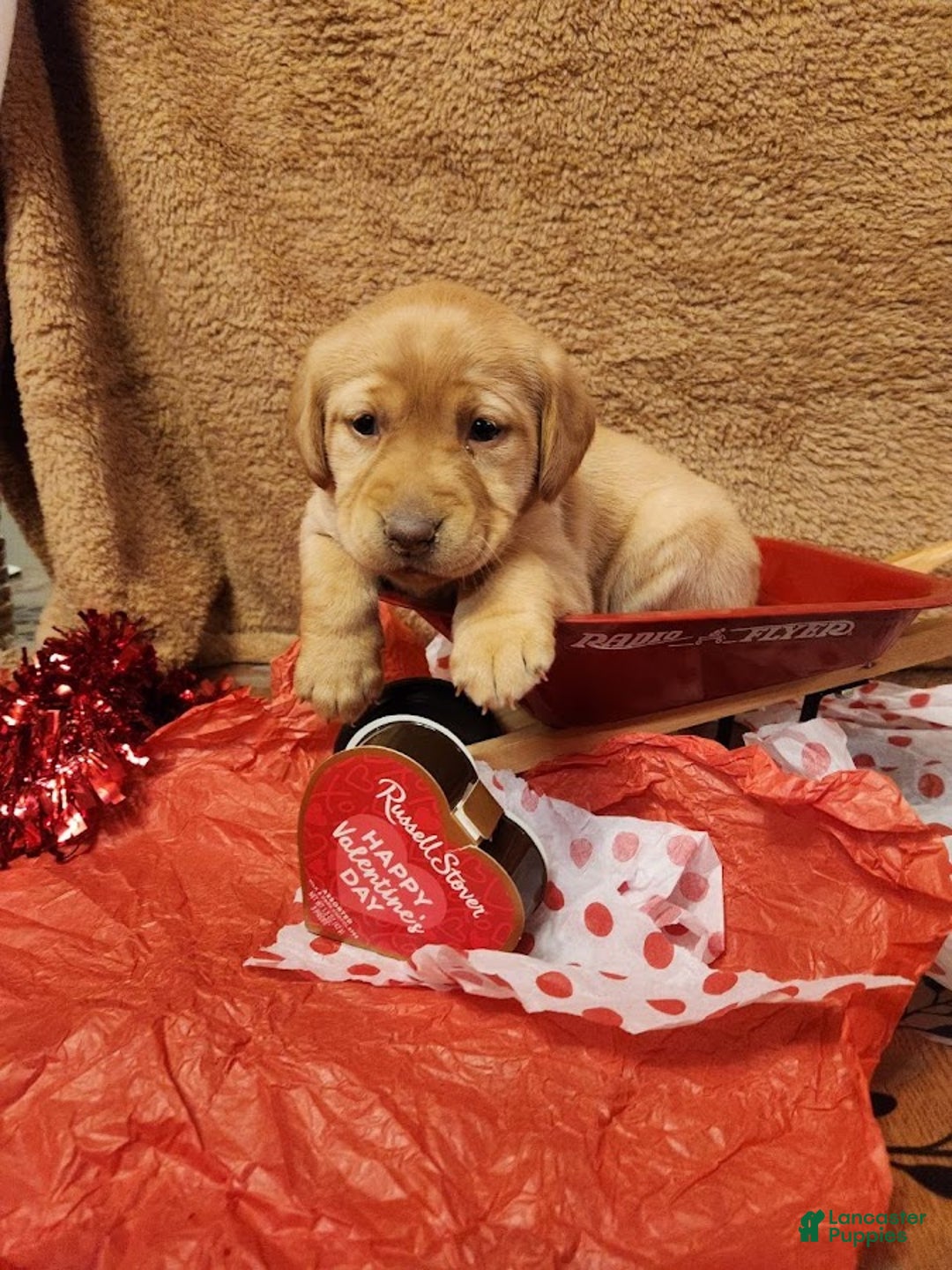 Labrador Retriever dogs for sale: Labrador Retriever Puppy 2 - Ad 1