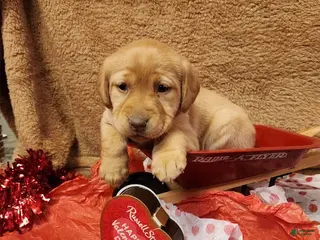 Labrador Retriever dogs Labrador Retriever Puppy 2 - Ad 29