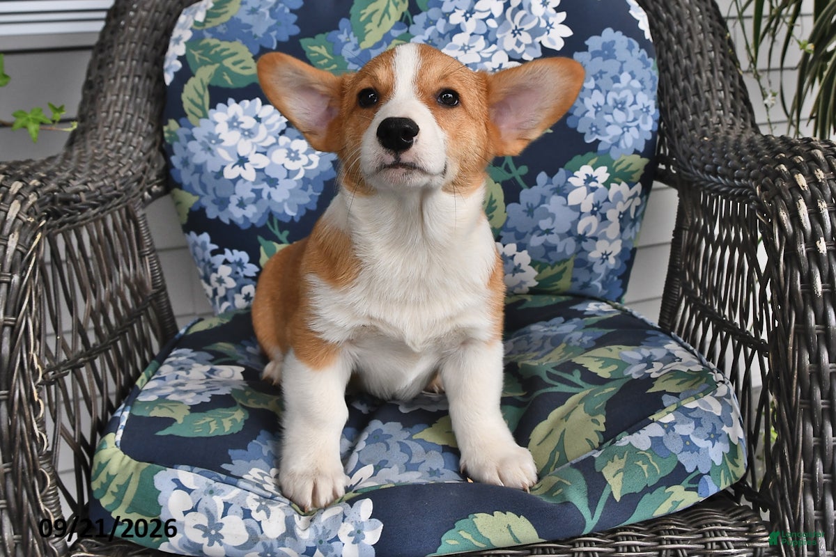 Welsh Corgi Pembroke dogs Ace - Ad 2