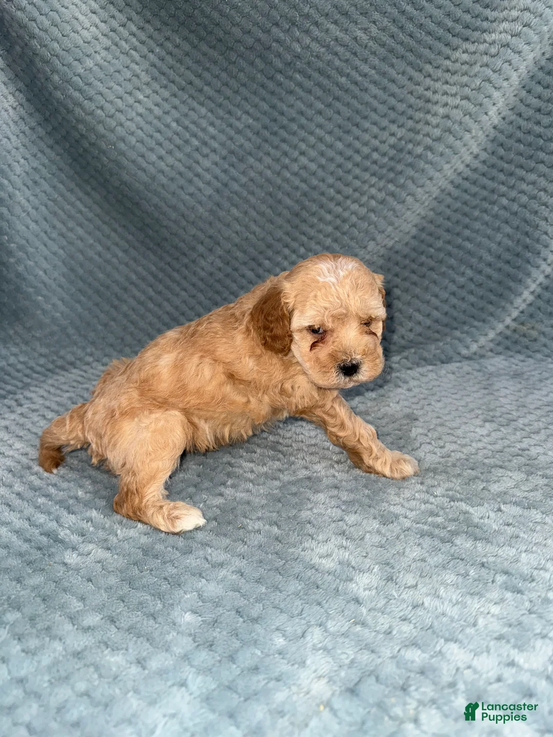 Cavapoo dogs for sale: Cavapoo Puppy 3 - Ad 6