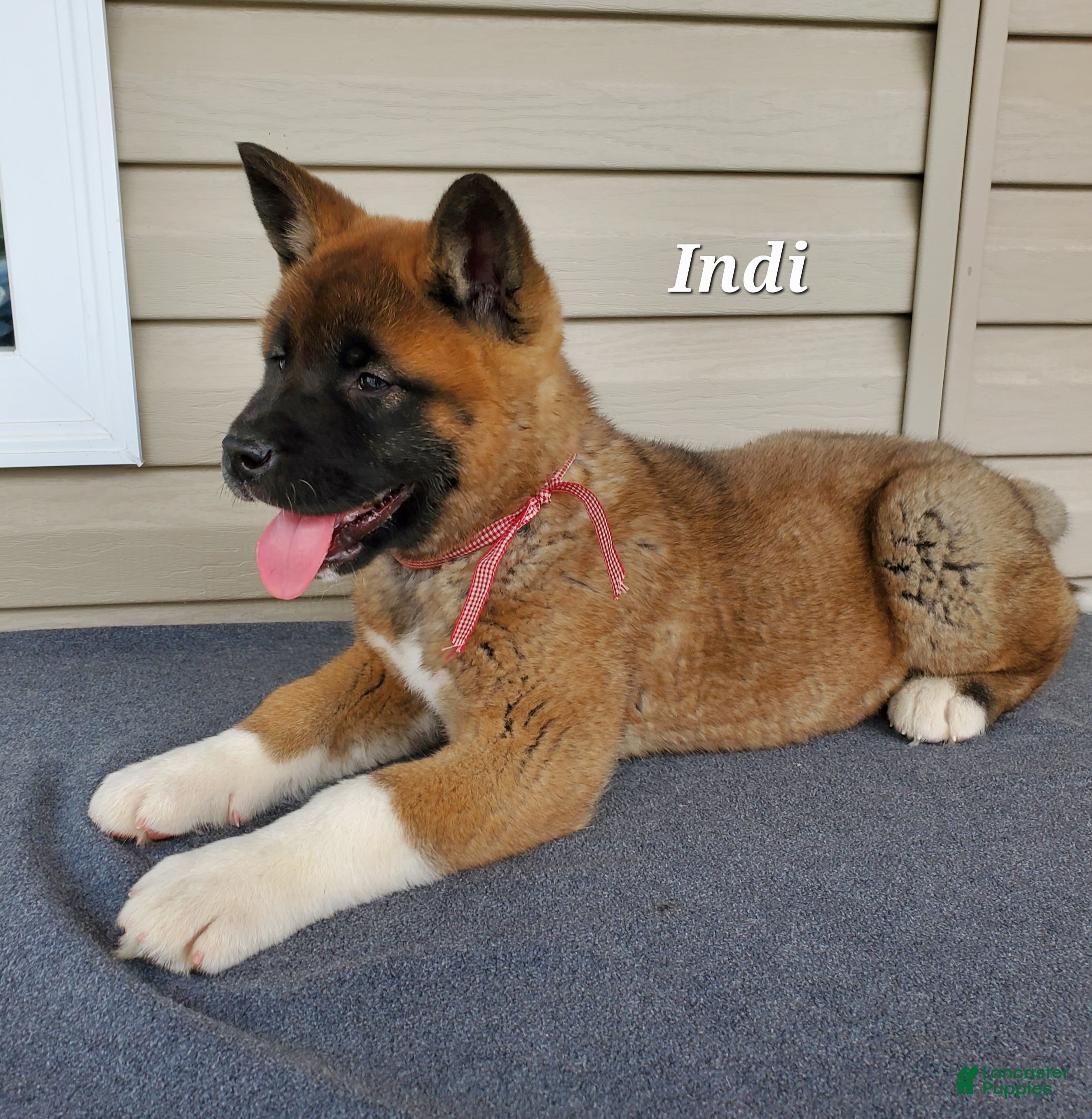 Akita dogs Indi - Ad 1