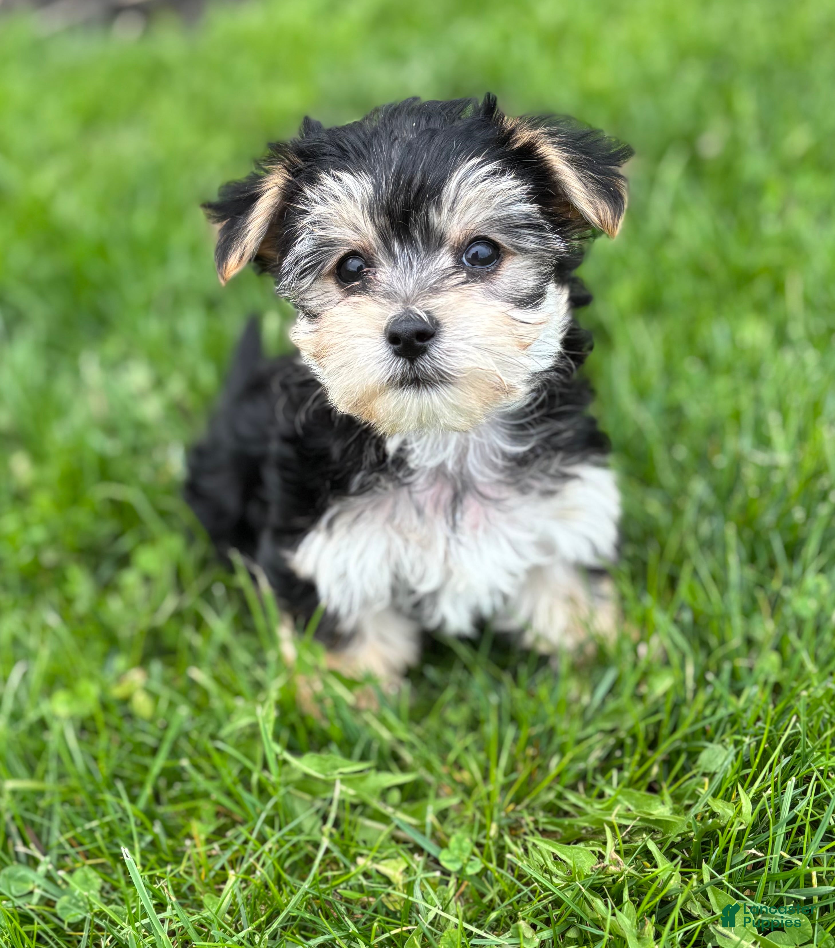 Morkie dogs Daxton - Ad 1
