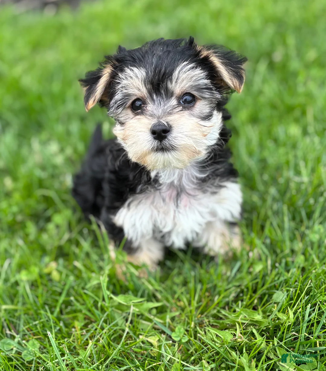 Morkie dogs for sale: Daxton - Ad 1