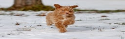 Toy Poodle dogs for sale: Cranberries - Ad 3