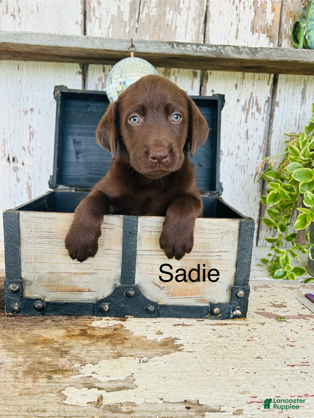 Labrador Retriever dogs for sale: Sadie - Ad 1
