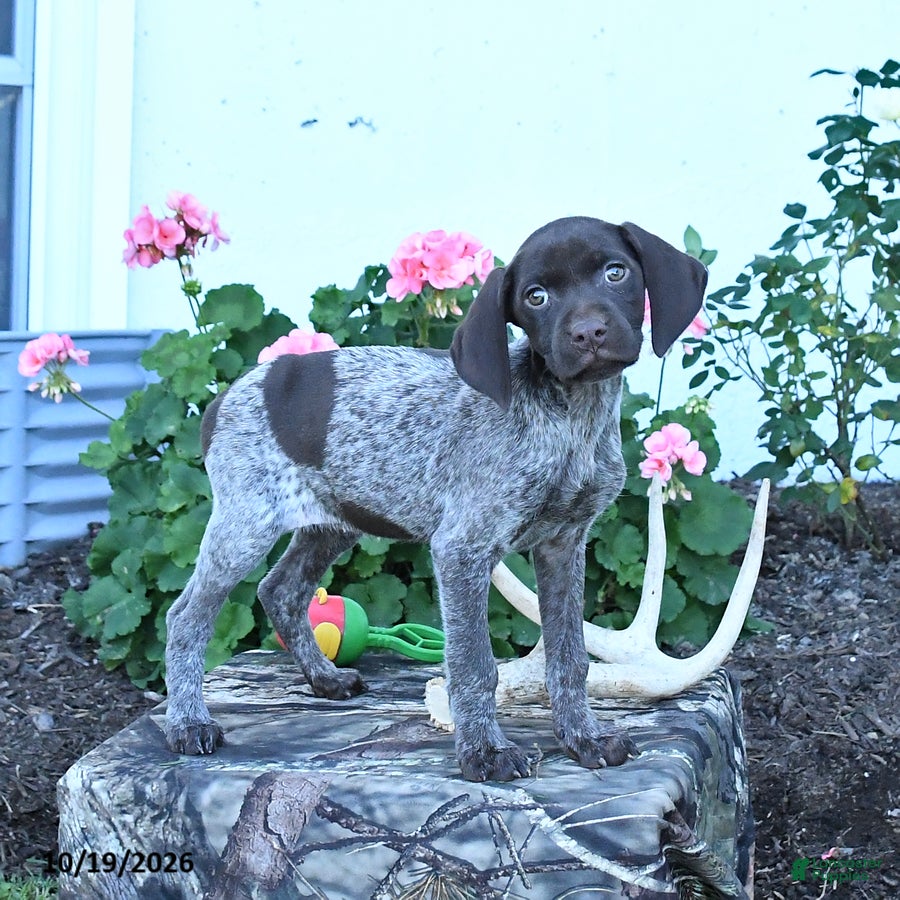 German Shorthaired Pointer dogs Maisie - Ad 1