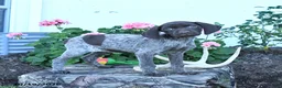 German Shorthaired Pointer dogs for sale: Maisie - Ad 1