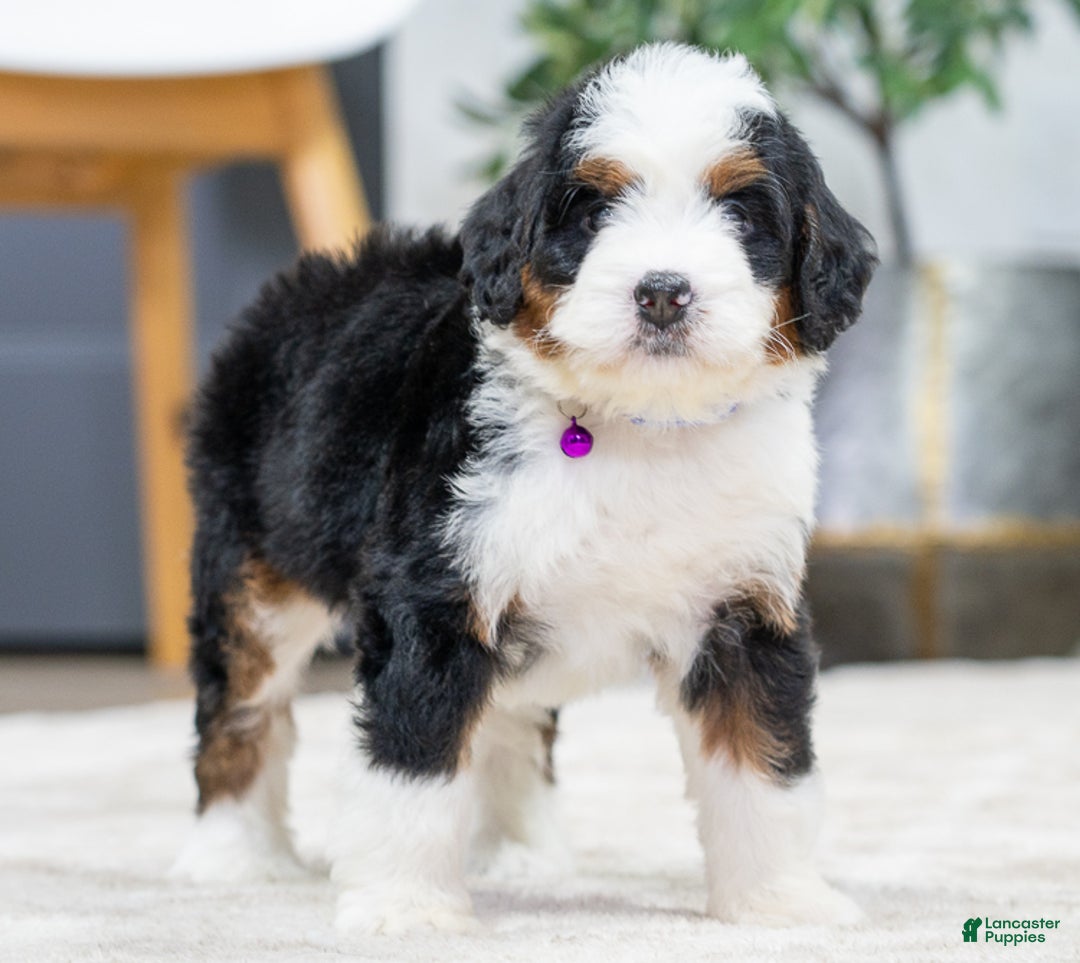 Mini Bernedoodle dogs for sale: Olive - Ad 4