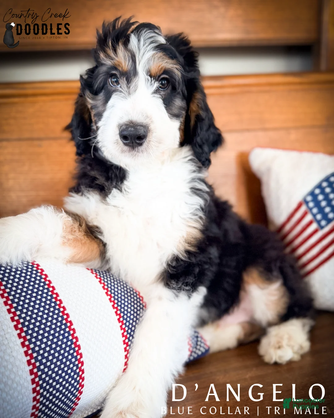 Aussiedoodle dogs for sale: D’Angelo - Ad 1
