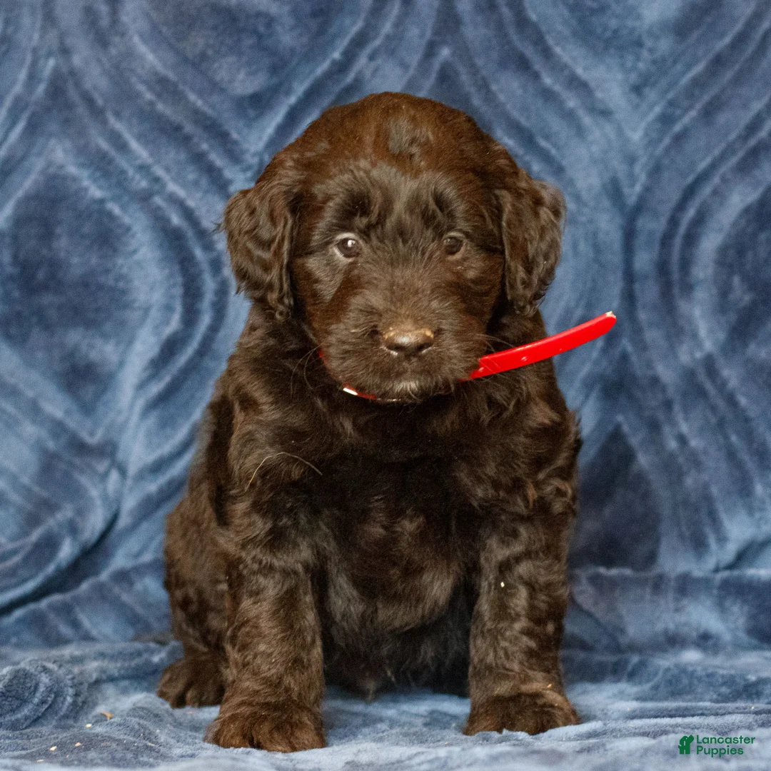 Mini Goldendoodle dogs for sale: Kennedy  - Ad 1