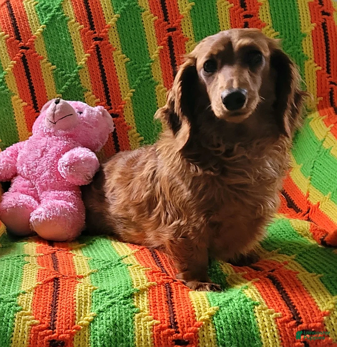 Gallery Image {{count}}