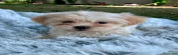 Teddy Bear dogs for sale: Cora - Ad 1