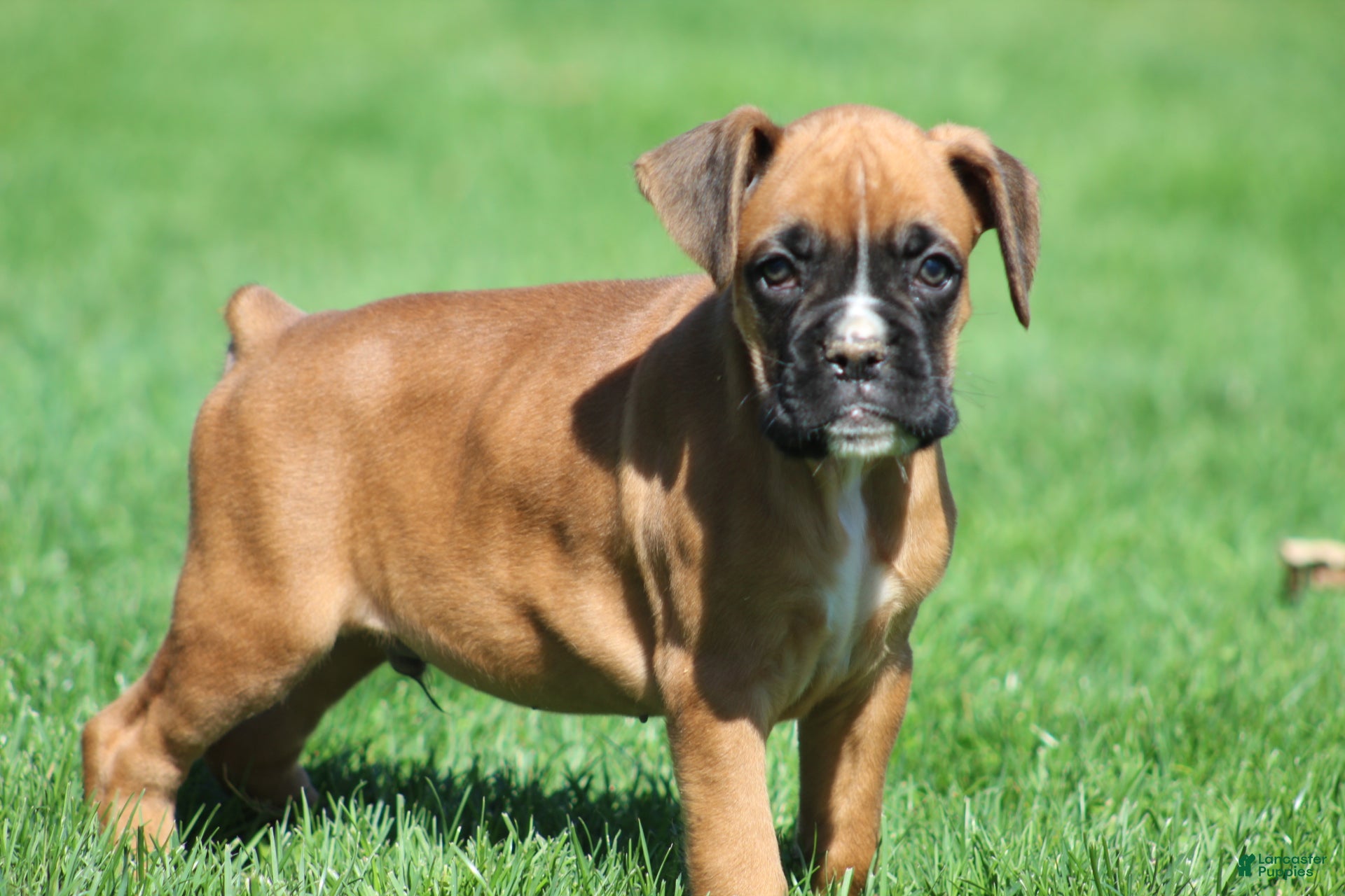 Boxer dogs Tanner - Ad 1