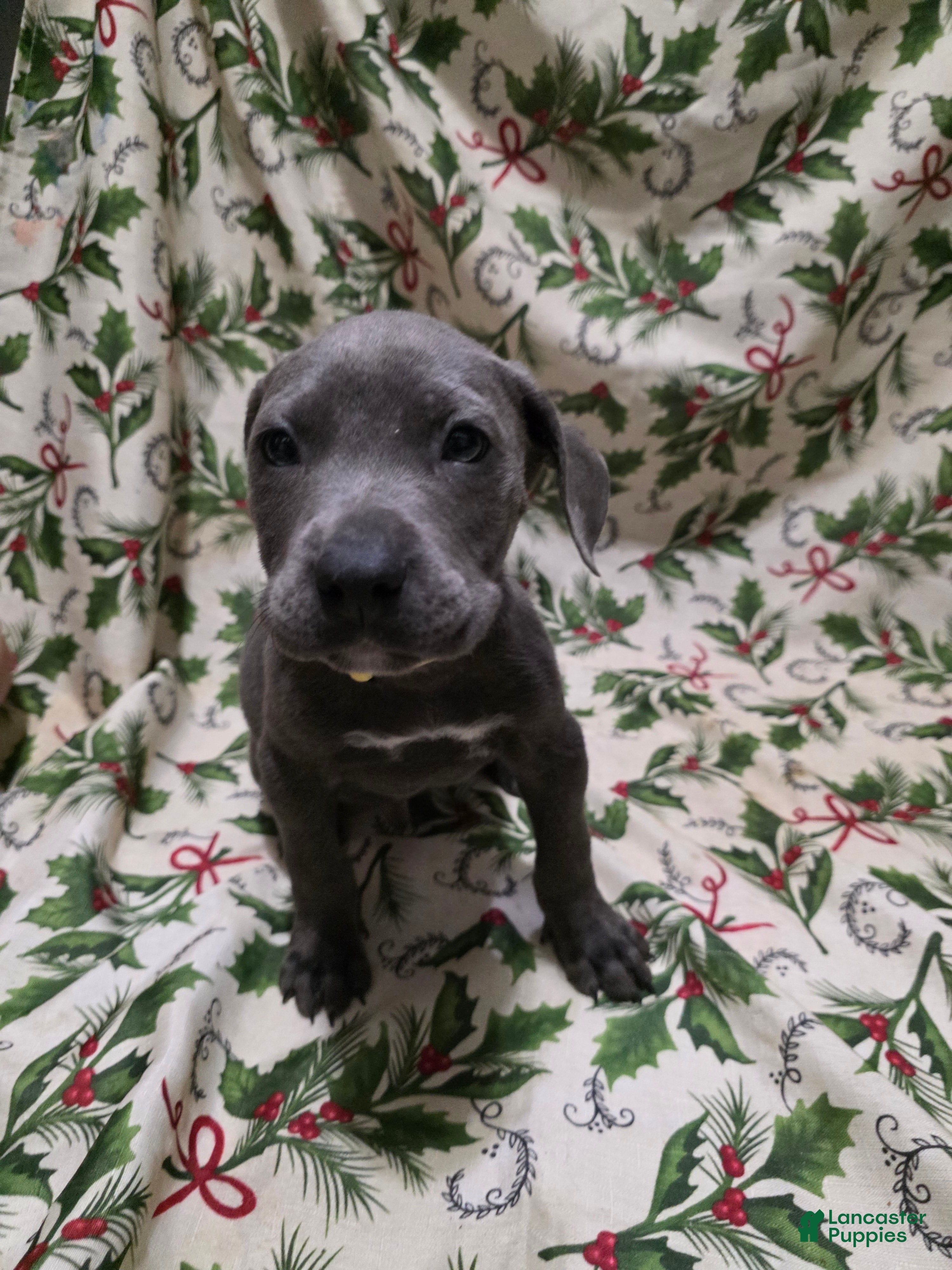 Mixed Breed dogs Hades - Ad 37