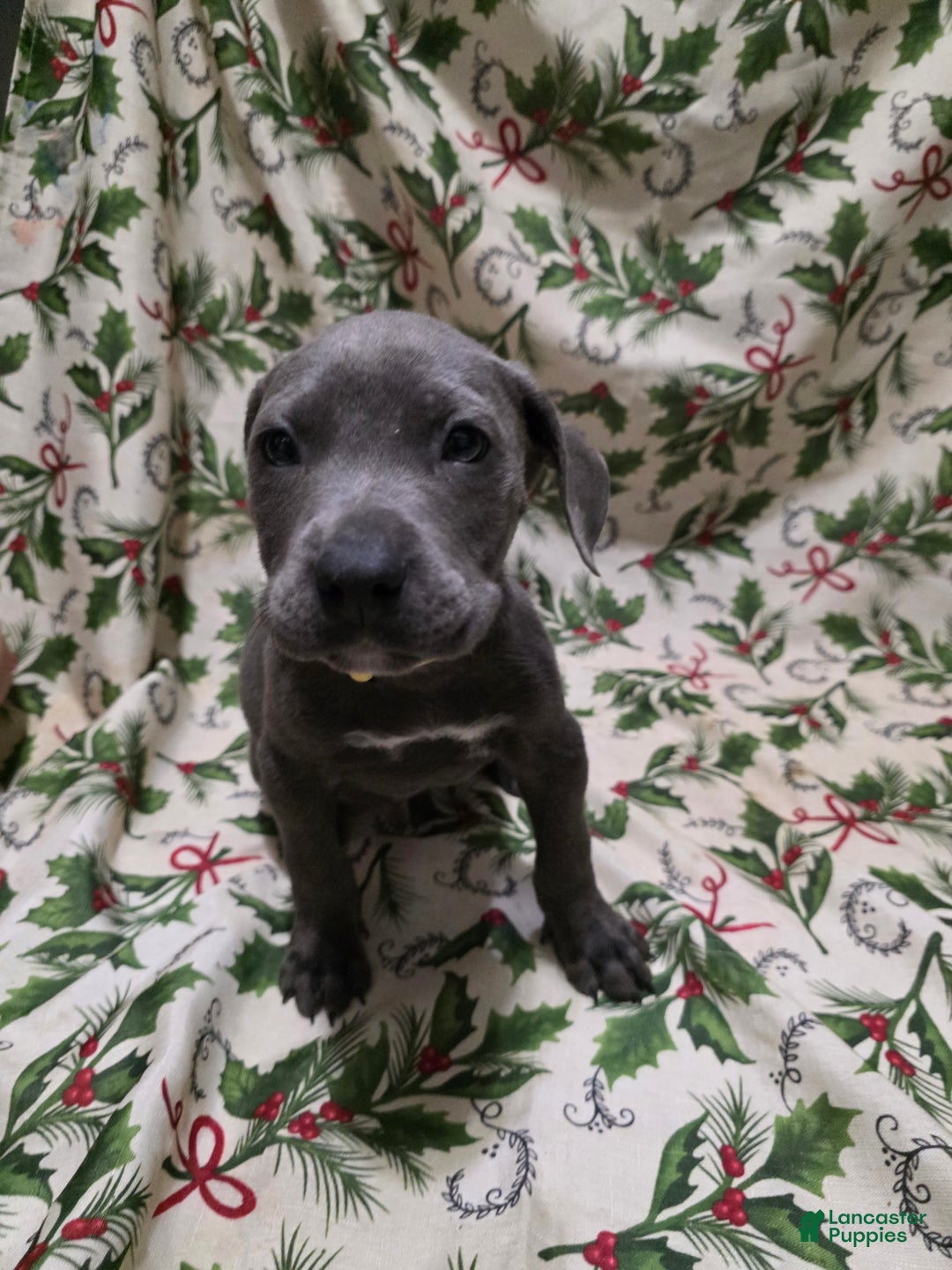 Mixed Breed dogs for sale: Hades - Ad 1