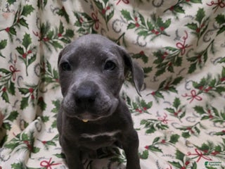 Mixed Breed dogs Hades - Ad 37