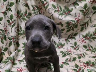 Mixed Breed dogs Hades - Ad 41