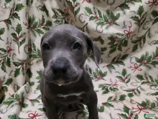 Mixed Breed dogs Hades - Ad 4