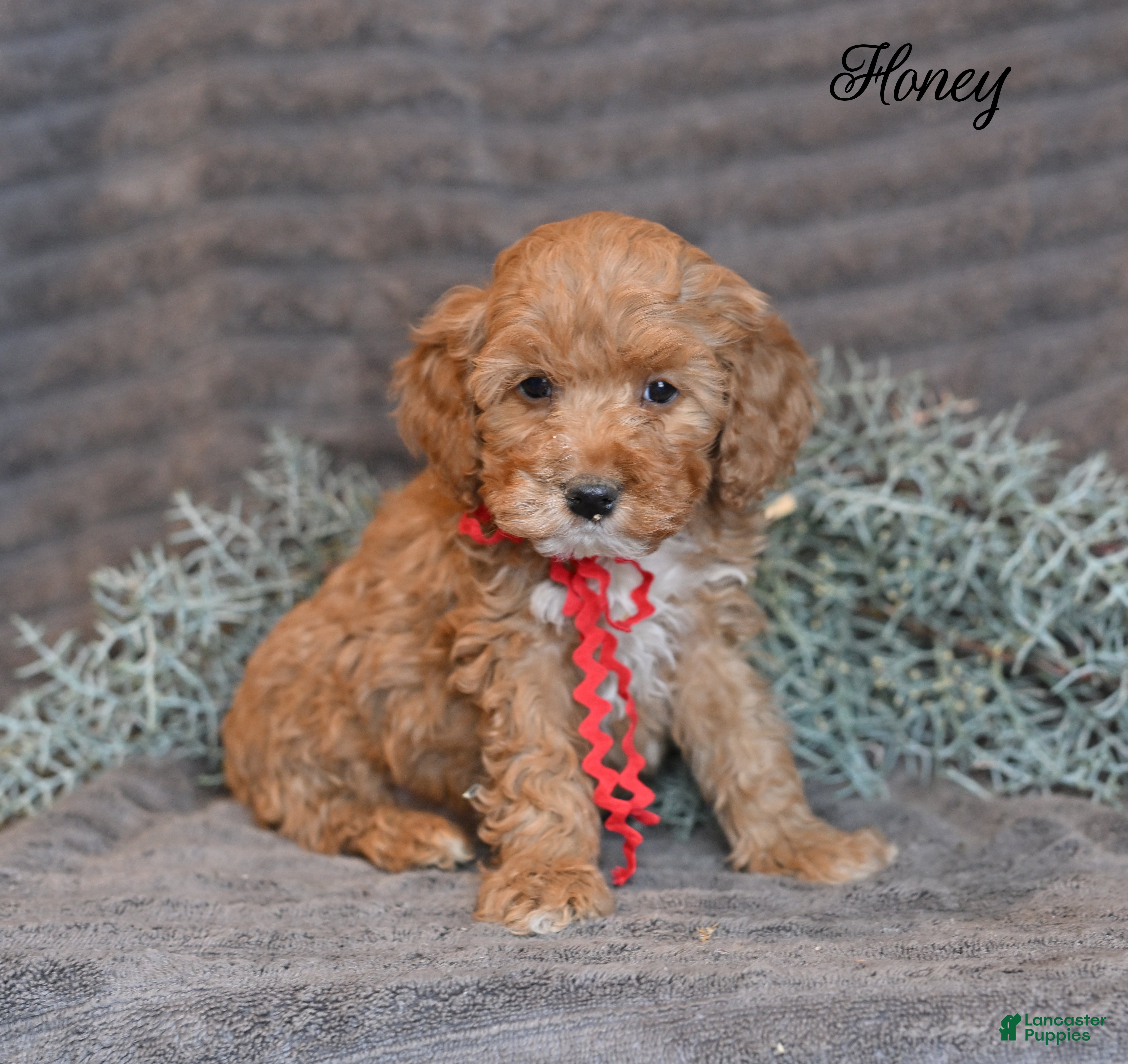 Cockapoo dogs Honey  - Ad 3