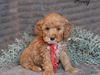 Cockapoo dogs Honey - Ad 8
