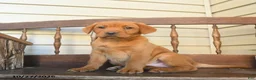 Labrador Retriever dogs for sale: Nutmeg  - Ad 3