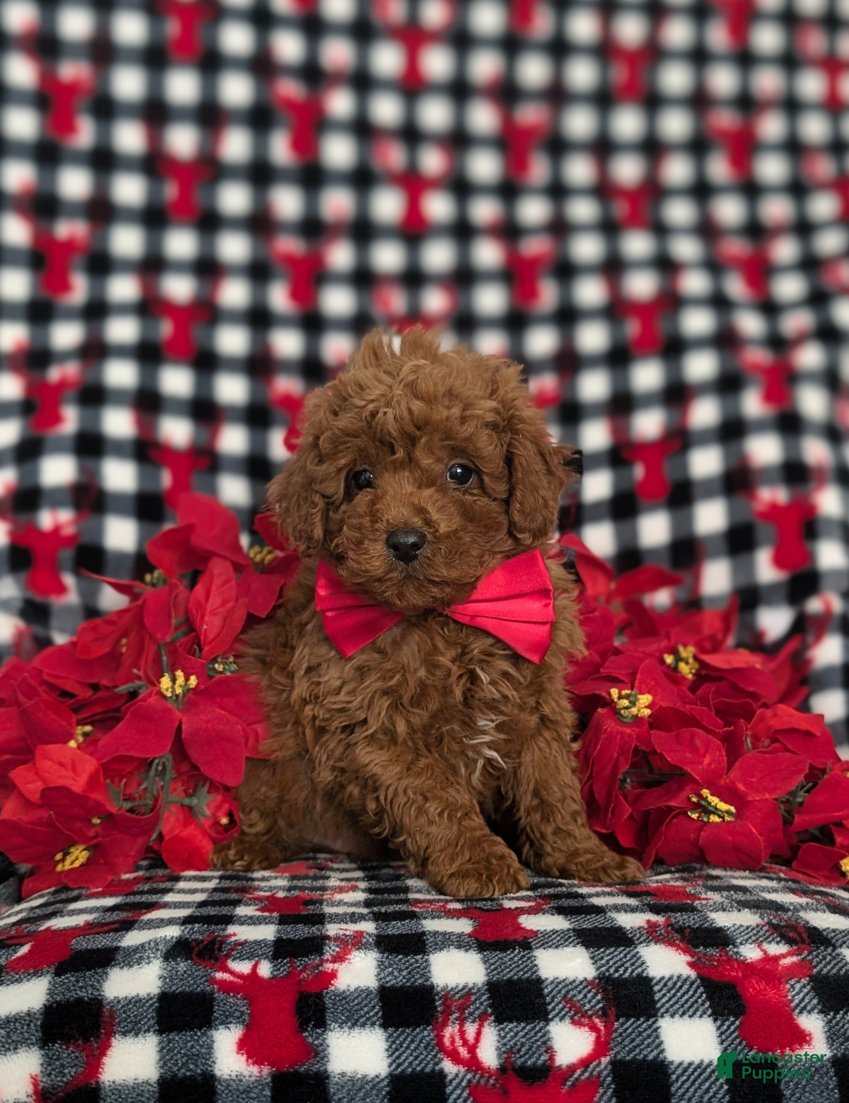 Miniature Poodle dogs Brandon Ready for Christmas!  - Ad 38