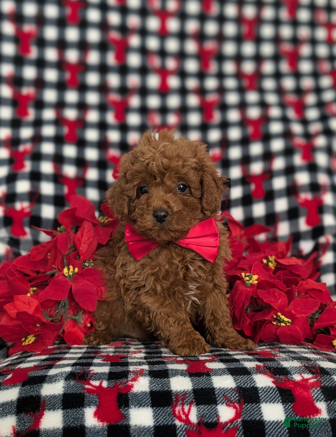 Miniature Poodle dogs for sale: Brandon Ready for Christmas!  - Ad 1