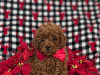 Miniature Poodle dogs Brandon Ready for Christmas! - Ad 38